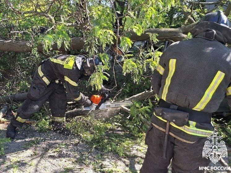 Запорожские спасатели ликвидировали последствия падения дерева на автомобиль