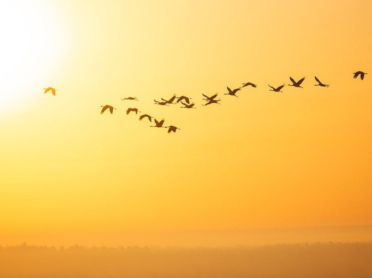 Калужан призывают послушать трели птиц