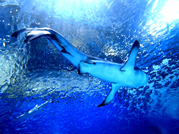 Ихтиолог Аршавский: обычно акулы нападают на испугавшихся и барахтающихся людей