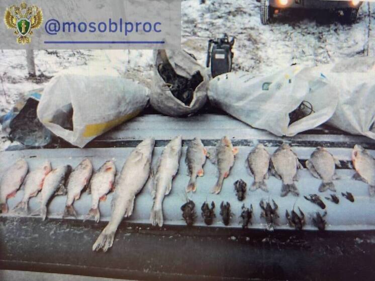 Река Щелинка в Коломне отравлена: погибло более тысячи рыб