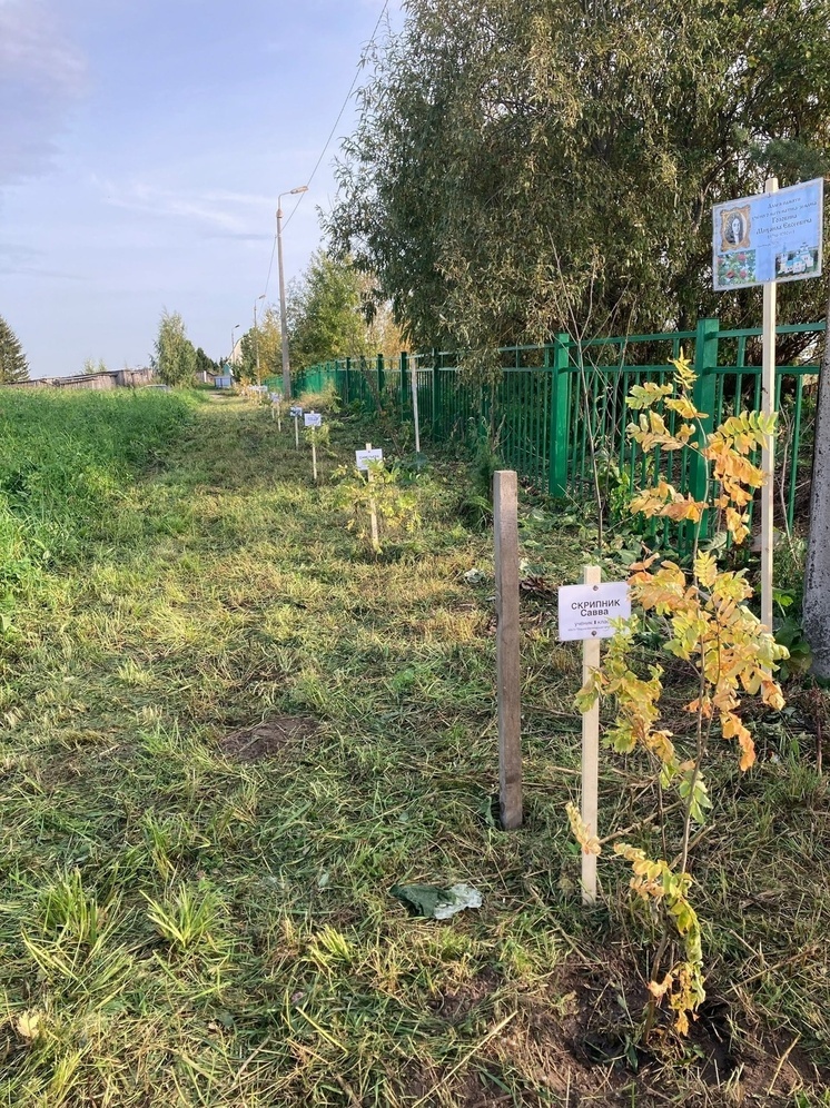 Первоклассники Верхне-Матигорской школы посадили рябиновую аллею