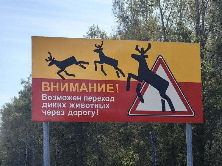 Калужан предупредили о начале сезона гона лосей