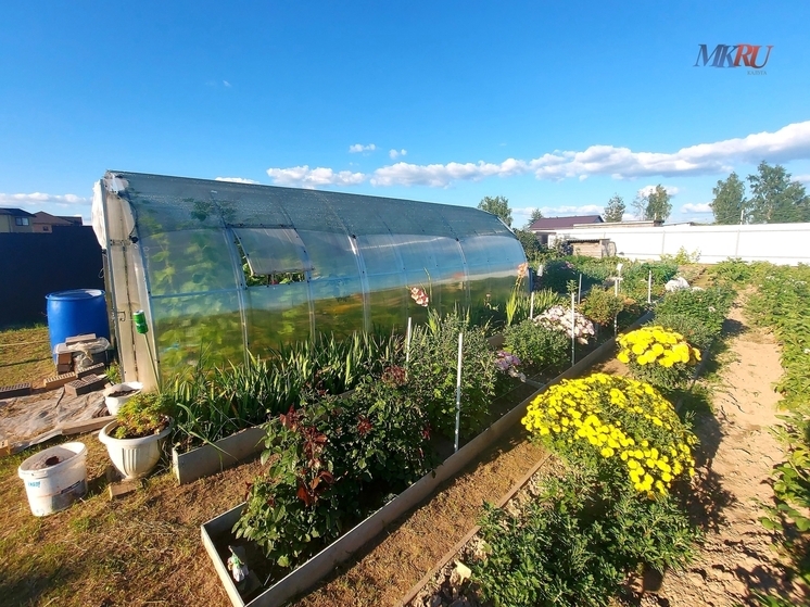 Калужанам рассказали, нужно ли регистрировать теплицу на даче