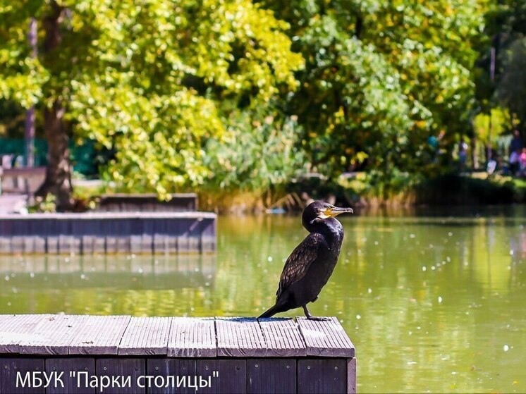 Знаменитый баклан Яша снова выбрал Симферополь для зимовки