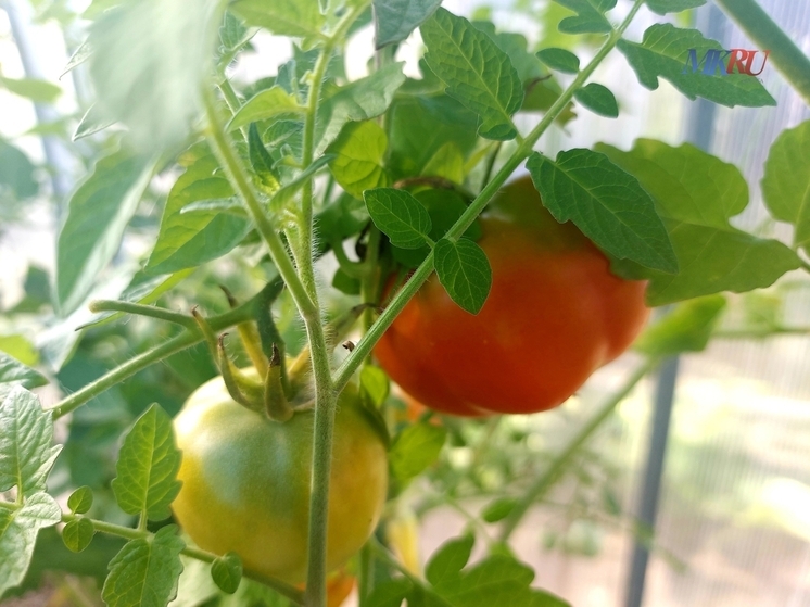 Калужская область вошла в число лидеров по производству тепличных овощей