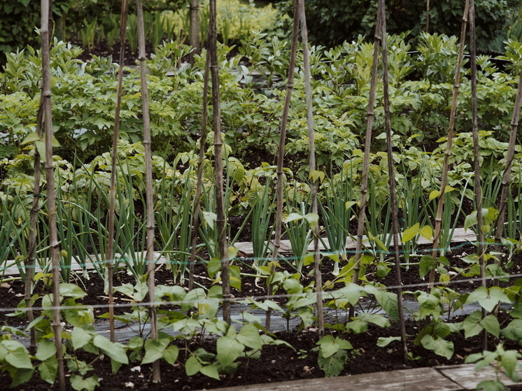 Готовим дачный участок к новому сезону: топ-5 важных советов для огородников - сохраните себе, чтобы не потерять