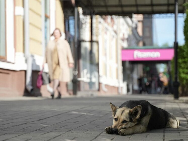 Более полумиллиона рублей штрафов выписано владельцам животных в Иркутской области