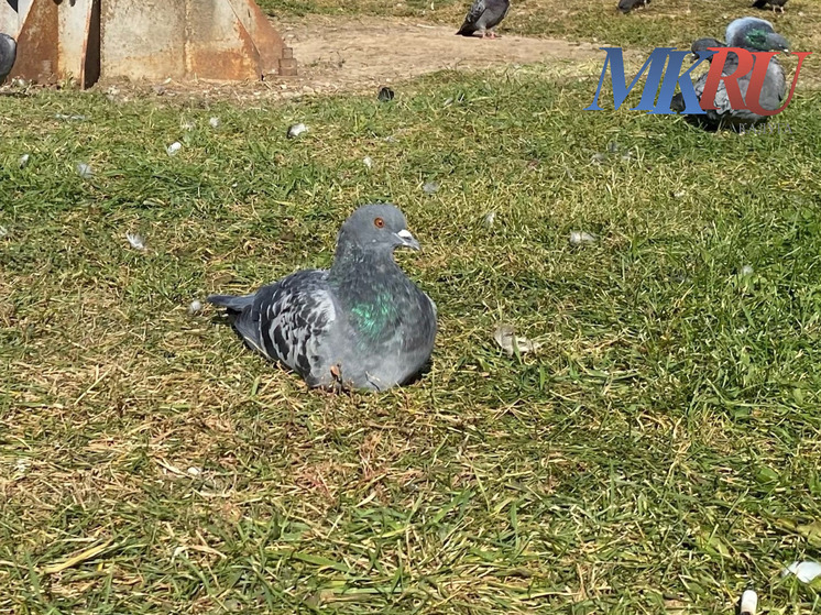 Жителям Боровска запретили кормить голубей