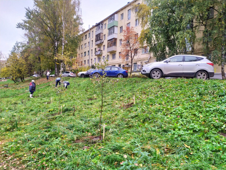 В Костроме началась осенняя посадка деревьев