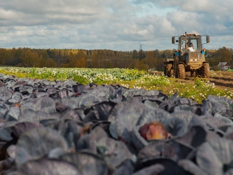 В этом году в Ивановской области проблема с урожаем овощей
