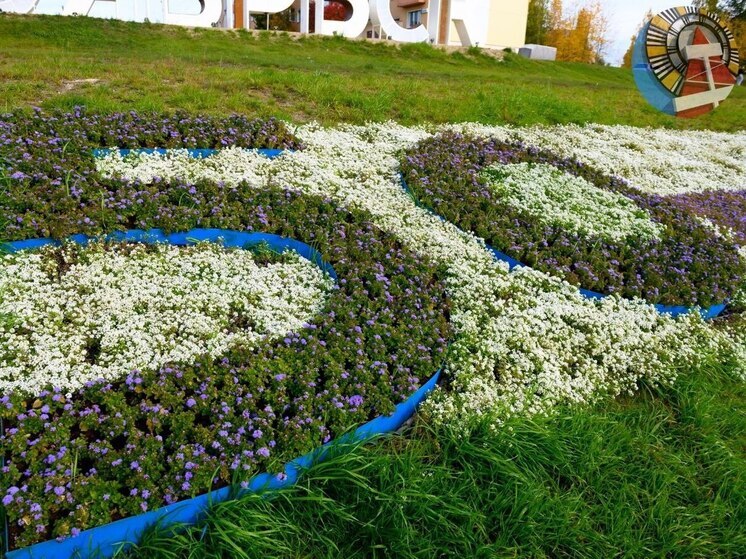 1000 цветущих многолетников высадят на Холмогорской в Ноябрьске