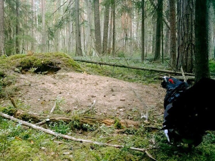 Во Всеволожском районе у глухарей начался «ложный ток»