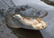 Американка Хильда Васкес из Нового Орлеана обвиняется в непредумышленном убийстве и жестоком обращении с детьми после трагической гибели ее 12-летнего сына с аутизмом, которого растерзали аллигаторы