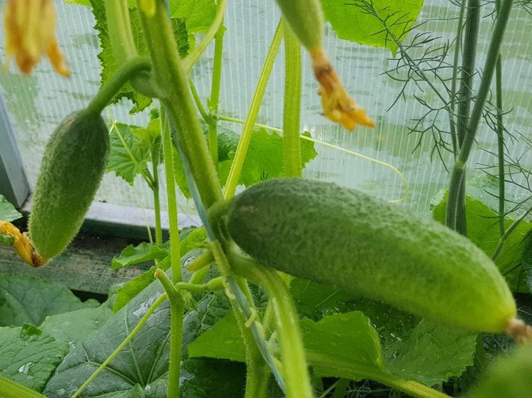 Карельские диетологи призывают употреблять огурцы