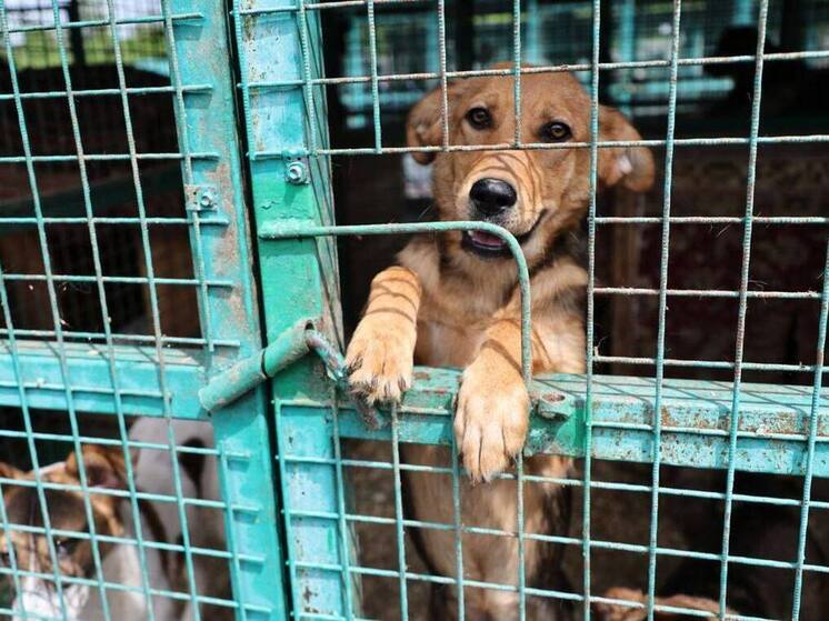 В Осетии сотрудники водоканала приютили восемь собак из владикавказского питомника