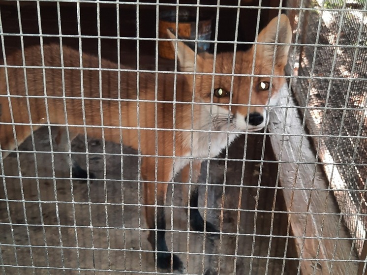  В Минприроды ЛНР разъяснили, как вести себя при встрече с лисицами в населенном пункте