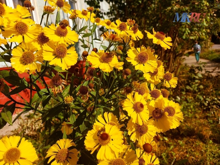 В Калуге появилось больше 5000 новых растений