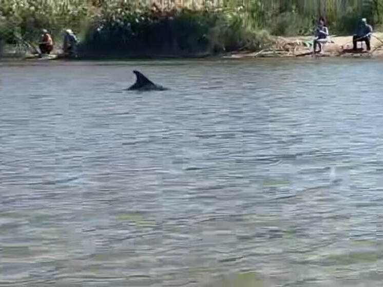 Дельфина, заплывшего в реку Бейсуг, спасли и планируют выпустить в Чёрное море
