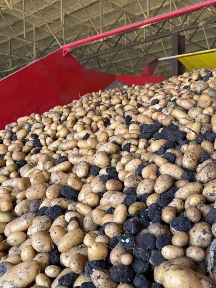 В Предгорном округе собрали 50 тысяч тонн картофеля