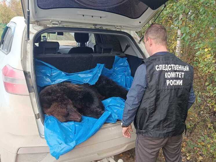 В Вельском районе пенсионера задрал медведь