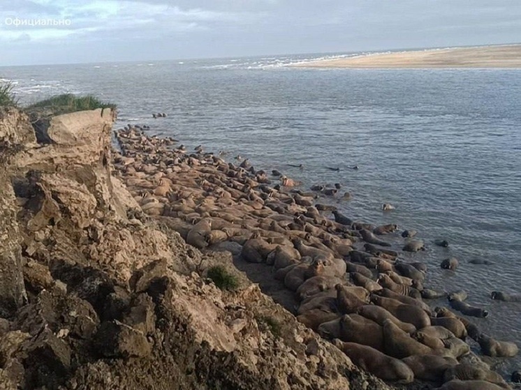 На морское побережье Ямала вернулись моржи