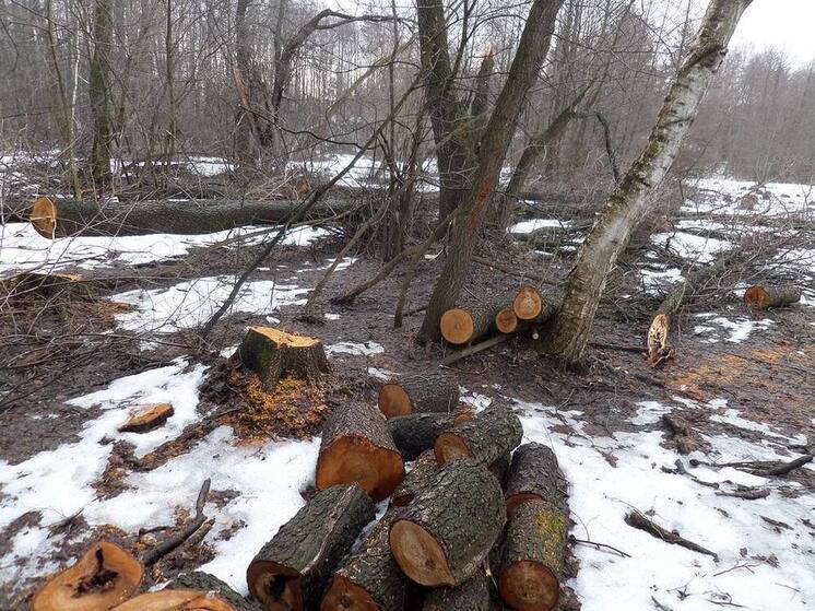 Житель Порецкого округа вырубил 35 деревьев — получил условный срок