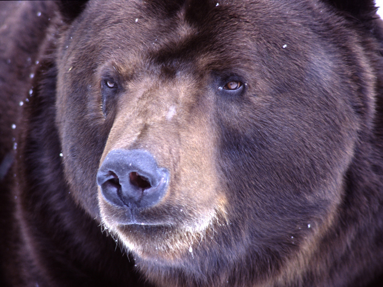 В Красной Поляне на видео сняли медведей, разоряющих ночью мусорные баки