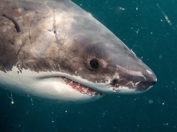 Эксперт Ерина: акулы распространены в Красном море и Индийском океане