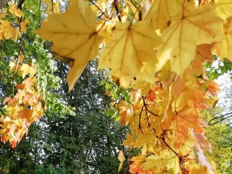 Синоптик Сафонов: на следующей неделе будет один летний день