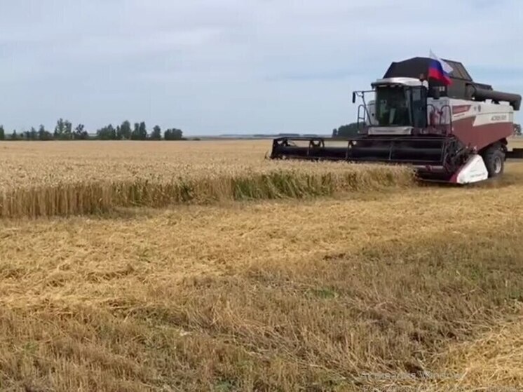 В Ишимском округе собрано более половины урожая зерновых и зернобобовых
