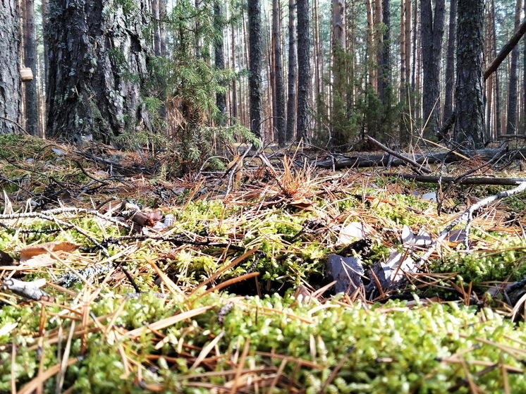В ближайшие дни в лесах Марий Эл ожидается высокая пожароопасность