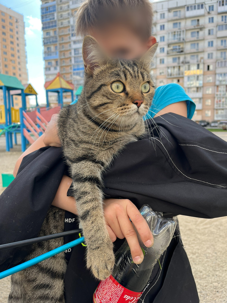 Юный герой спас кота из колодца в Новосибирске