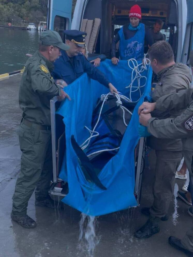 Краснокнижную афалину выпустили в Чёрное море