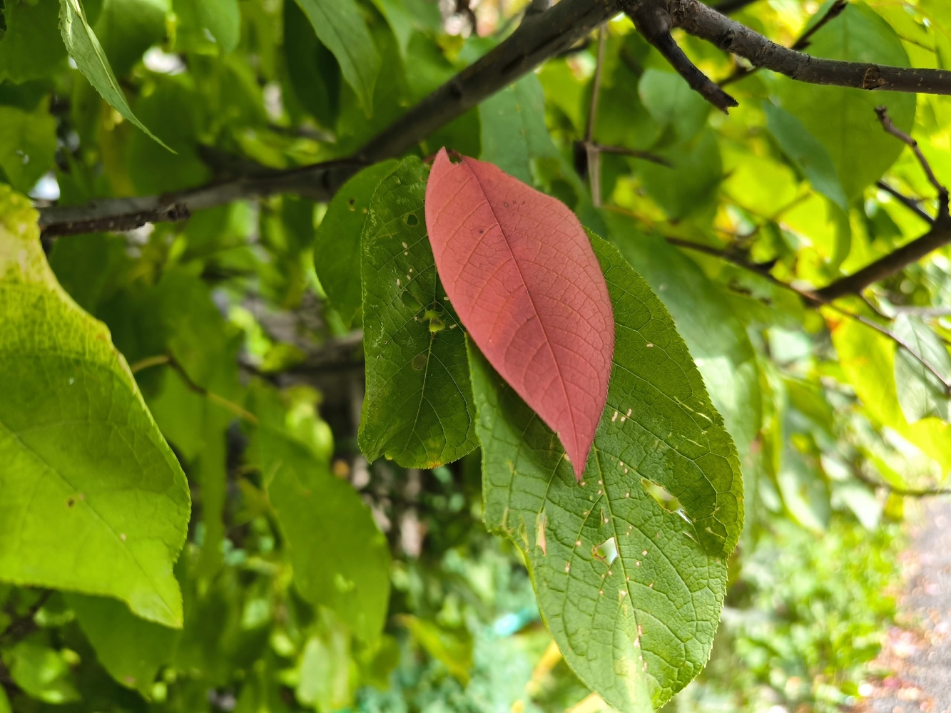 Осенний вид Томска