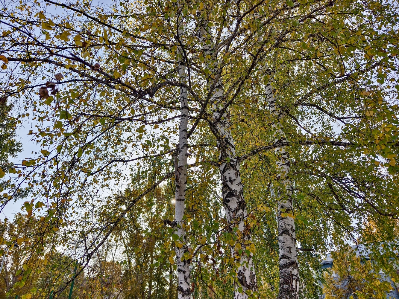 Осенний вид Томска