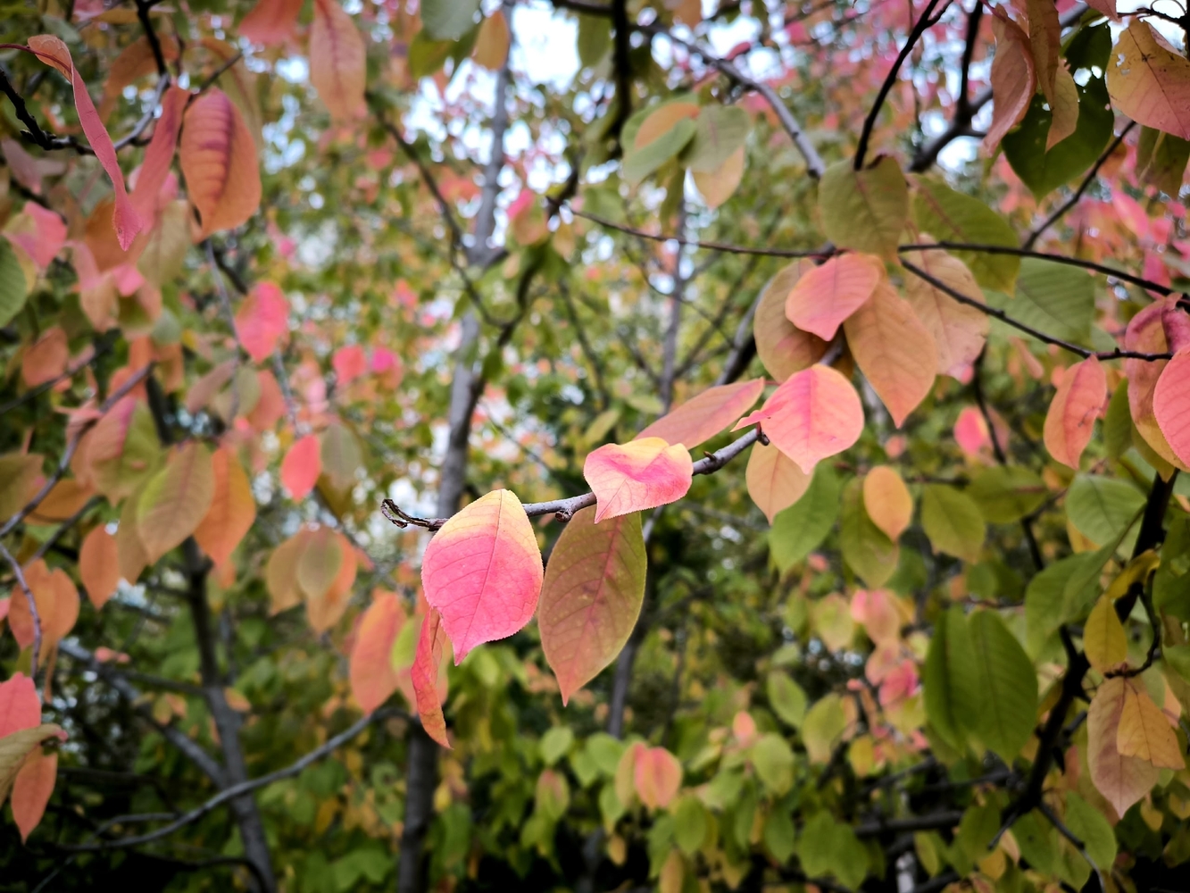 Осенний вид Томска