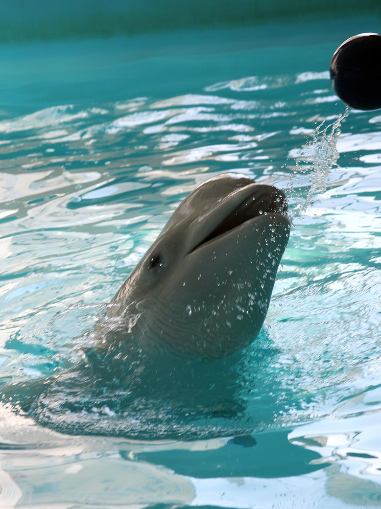 В России спасли занесенного в Красную книгу раненого дельфина