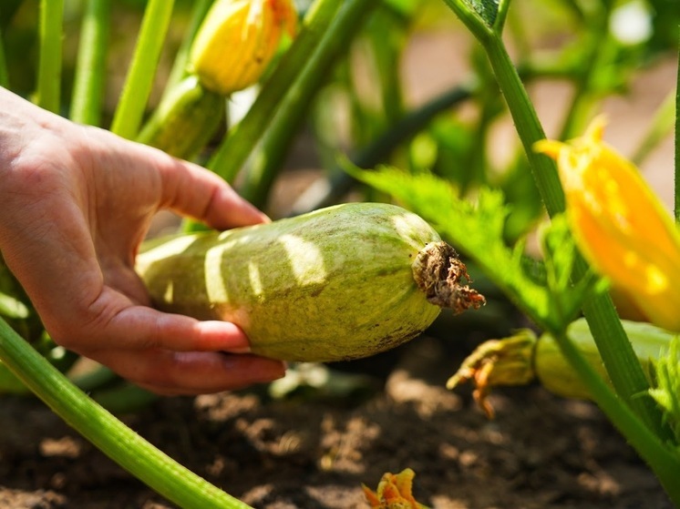 Врач предупредила волгоградцев об опасности чрезмерного потребления кабачков
