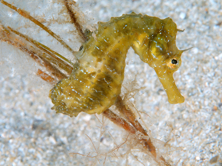 Суд в Москве запретил продажу морских коньков