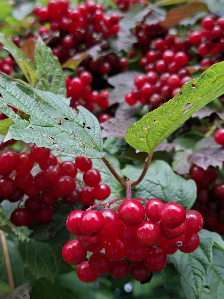 Псковскую область ожидает теплая суббота с переменной облачностью и возможными дождями