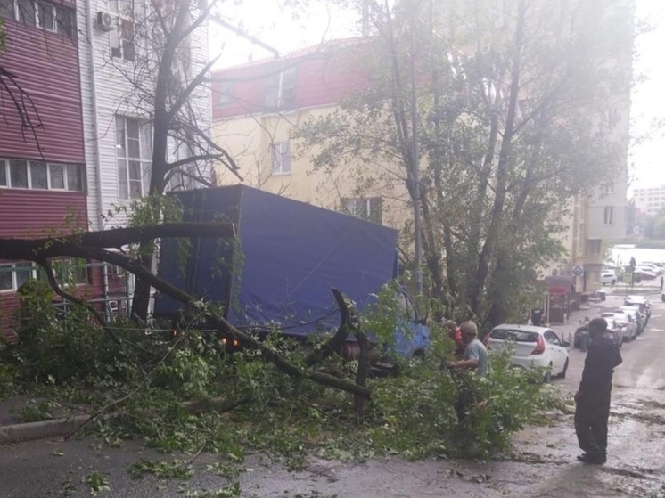 На Халтуринском в Ростове убрали упавшую из-за штормового ветра ветку