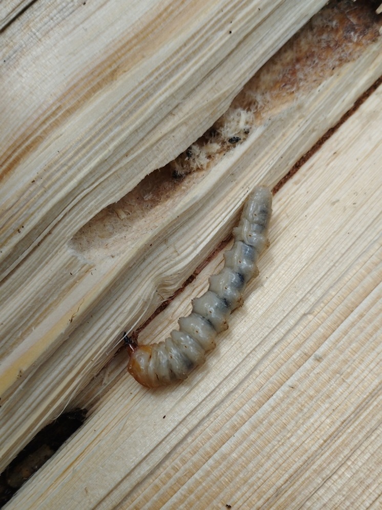 В Невельском районе Псковской области введен карантин из-за опасного вредителя леса