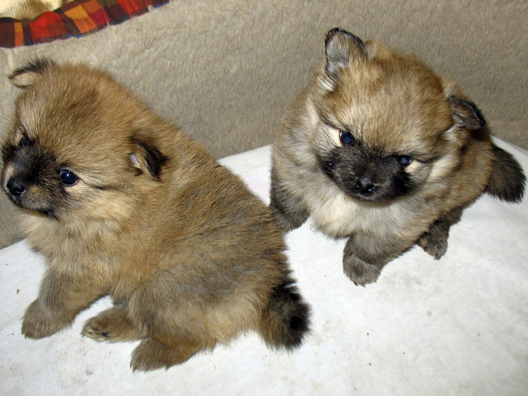 Аксенов: президент Путин исполнил мечту мальчика из Крыма, подарив ему шпица