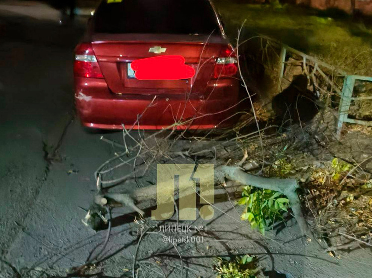Коммунальные службы Липецка под прицелом: ветка повредила автомобиль во дворе