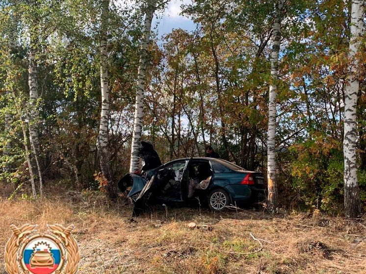В Липецкой области дерево погубило водителя