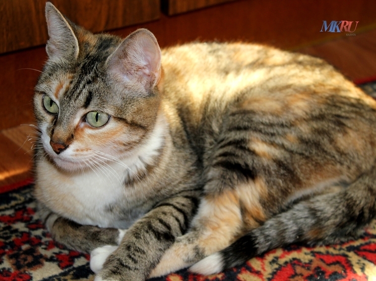 Калужанам рассказали о старости собак и кошек