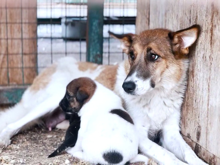 Семь собак из владикавказского приюта обрели новых хозяев