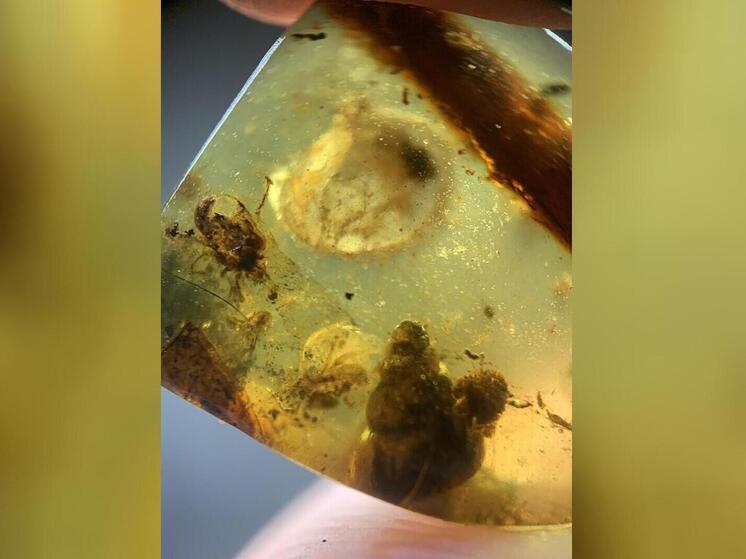 Исследователи получили уникальную возможность тщательнее изучить животный мир суперконтинента Гондвана