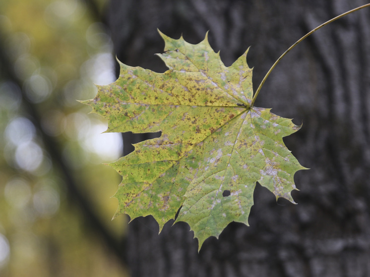 Метеоролог Александр Шувалов: серьезных дождей в ближайшее время можно не ждать