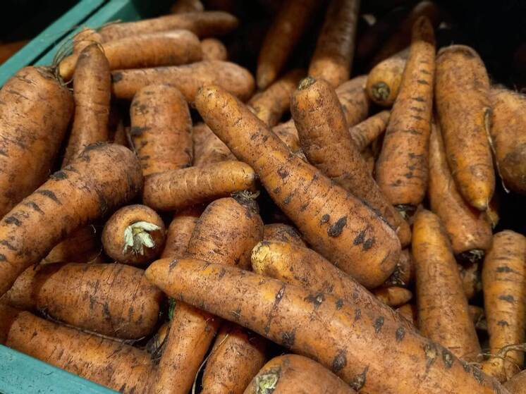 Россиянам рассказали, что приготовить из моркови